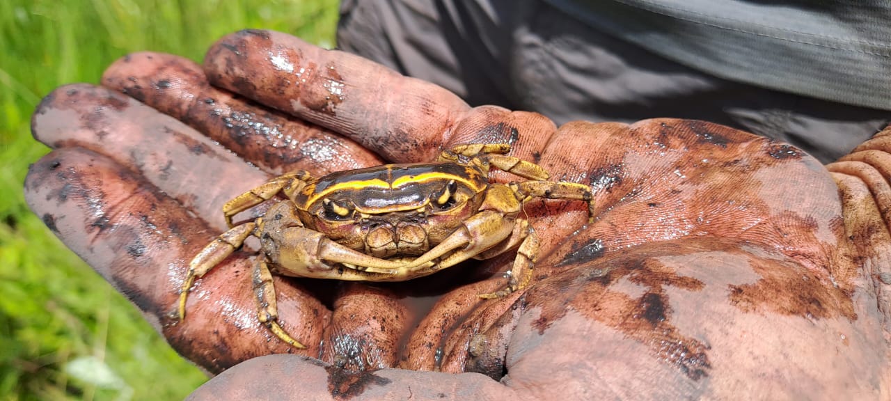 Photo of the peat borrowing crab Potamonautes flavusjo (Rivercrest River Crab)